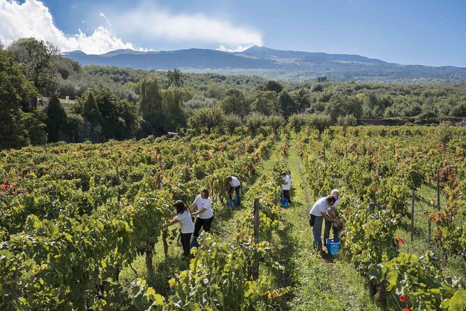 Grand Wine Tour from Catania or Taormina - Price and Value: What You’re Paying For (and What to Confirm)