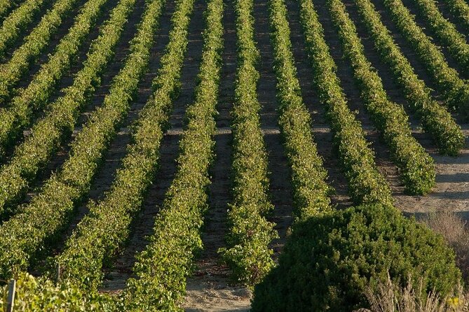 Historic winery visit with food and wine tasting in Marsala - What You Can Buy After the Tour (Including Shipping Home)
