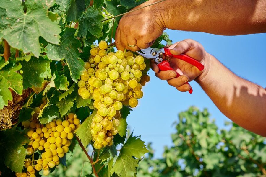 Marsala: Florio Winery Tour with Food-Paired Wine Tastings - Florio’s Marsala Story: Family History You Can Taste
