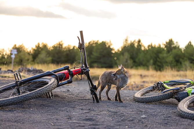 Mount Etna: All around E-bike - The itinerary: Grotta dei Lamponi to the 1981 lava flow and back