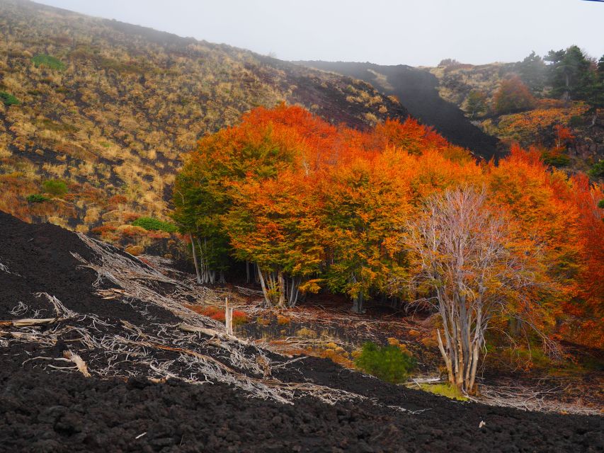 Mount Etna: Trek to the Craters of The 2002 Eruption - Booking call: should you book this trek to Etna’s 2002 craters?
