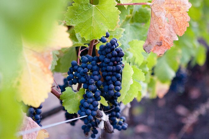 Mt Etna and Wine tasting tour from Catania - Etna Tribe orientation stop: the day gets context before you hike