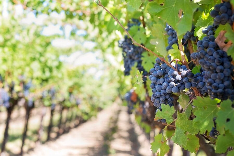 Mt Etna Private guided walking Tour with Wine Tasting - Key things you’ll notice on this Mt Etna tour