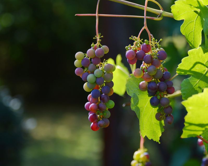 Mt Etna Private guided walking Tour with Wine Tasting - Mt Etna, but make it practical: how this tour fits a full day