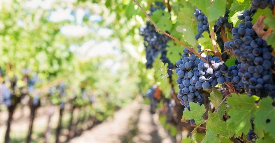 Mt Etna Private guided walking Tour with Wine Tasting - The easy trek through lava flows and extinct lateral craters