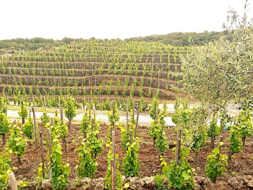 Mt Etna Private guided walking Tour with Wine Tasting - Who this tour is best for (and who should look elsewhere)