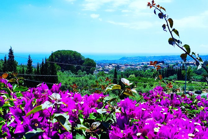 Multi-day Tour of Sicily - Food experiences you can use back home