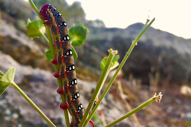 Naturalistic excursion to Ustica - Where you start, how long you’ll be out, and how you get back
