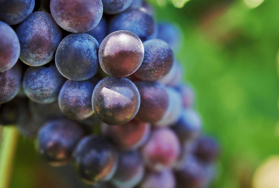 Oil & Wine Tasting - Organic wine tasting: how grapes fit Sicilian flavor
