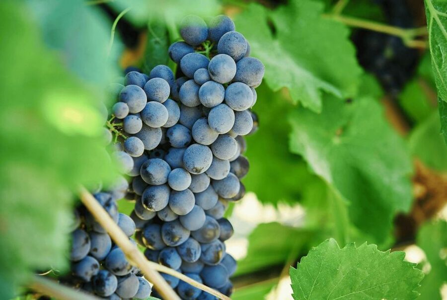 Oil & Wine Tasting - How long it really takes: pacing for 45 minutes to 1.5 hours