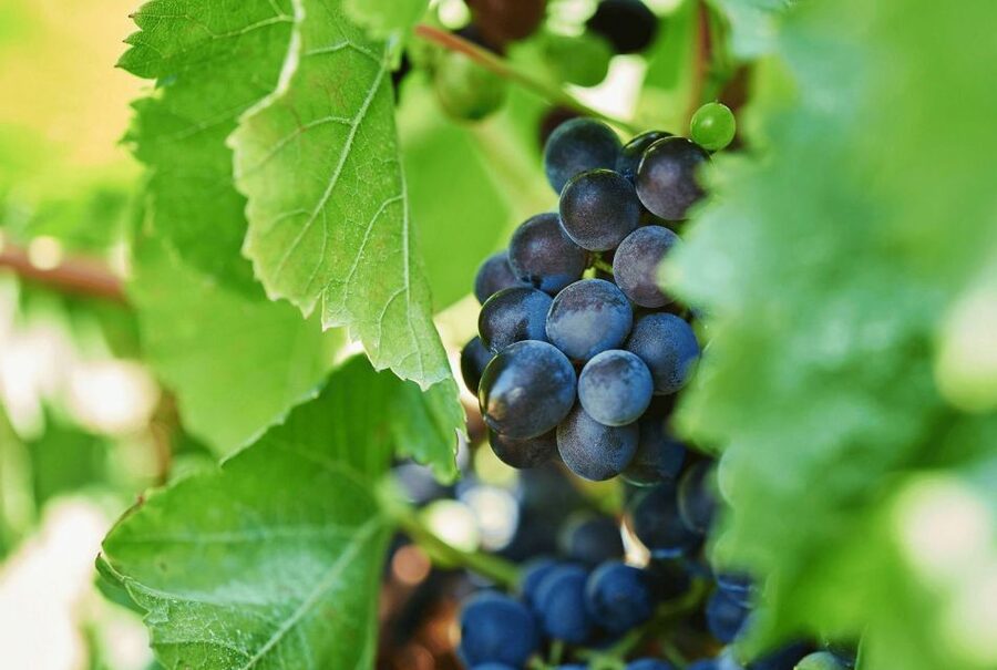 Oil & Wine Tasting - Shopping time: taking Sicilian bottles and oil home