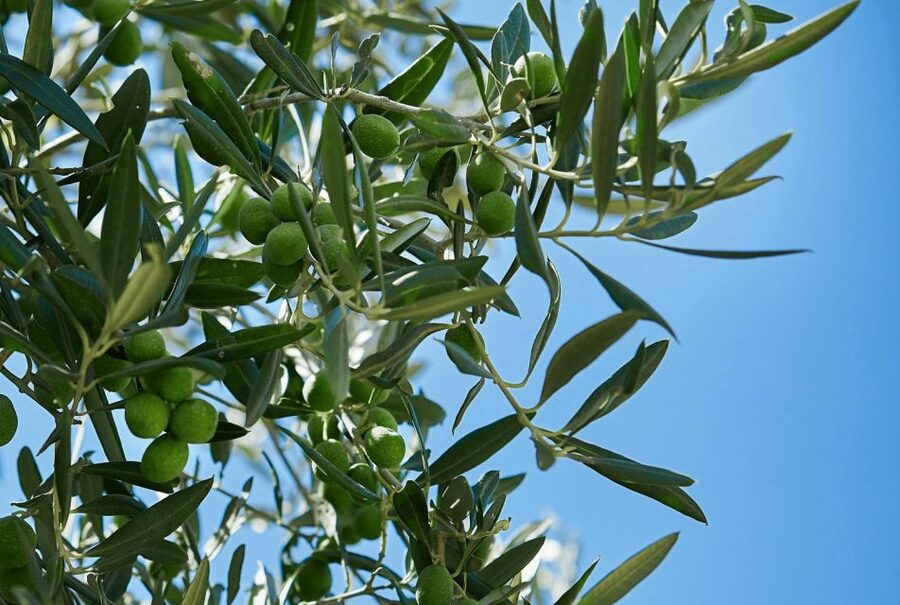 Oil & Wine Tasting - The guided estate story: Sicilian traditions you can taste