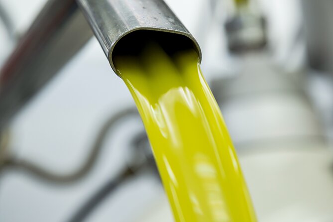 Olive harvest, visit to the oil mill and typical lunch - Olive Oil Tasting: What to Expect After Harvesting
