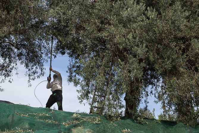 Olive harvest, visit to the oil mill and typical lunch - Small Group Experience (Max 30) and Why It Feels Personal