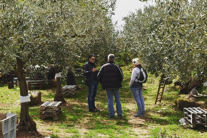 Olive Oil Experience - What this tour teaches you about choosing good olive oil
