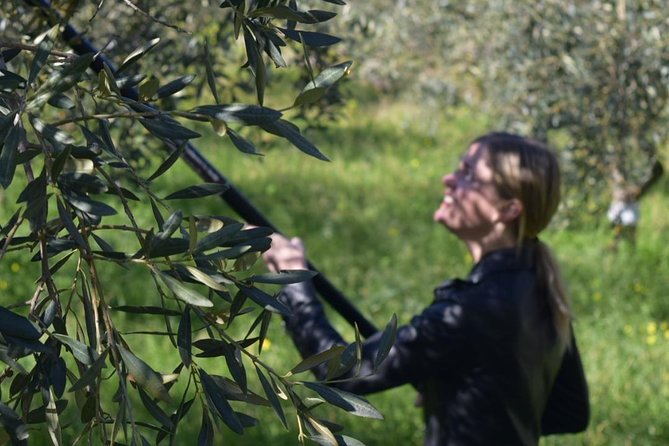 Olive Oil Experience - Inside the 1968 country house: tasting skills and label sense