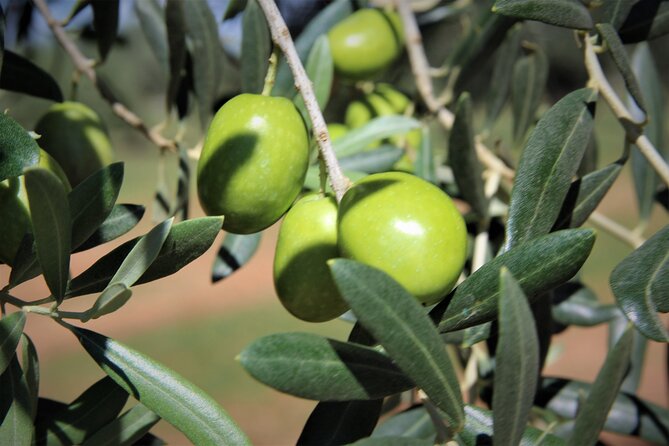 Olive Oil Tasting & Historic Olive Mill Tour in Ragusa area - The large-screen video: production, by-products, and olive oil soap