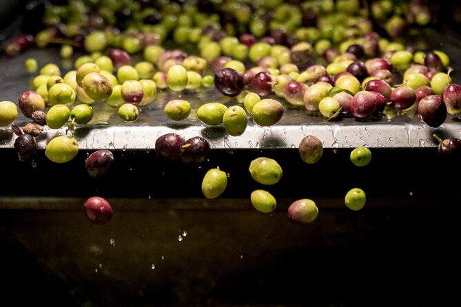 Olive Oil Tour Visit to the oil mill and olive oil tasting - Key highlights you’ll care about