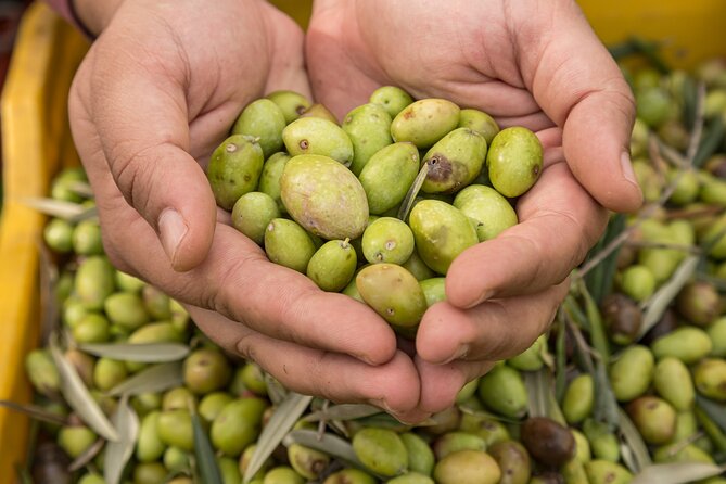 Olive Oil Tour Visit to the oil mill and olive oil tasting - Who this olive oil tour suits best (and who might pass)