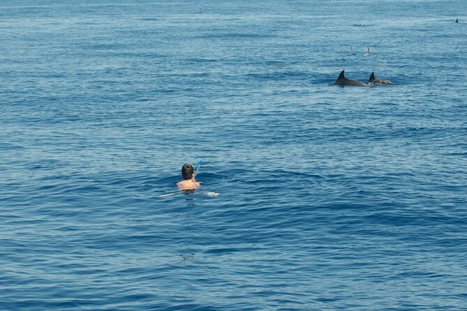 Ortigia-blue cave island tour with dolphin sighting - Ortigia from the water: the landmarks you can actually point at
