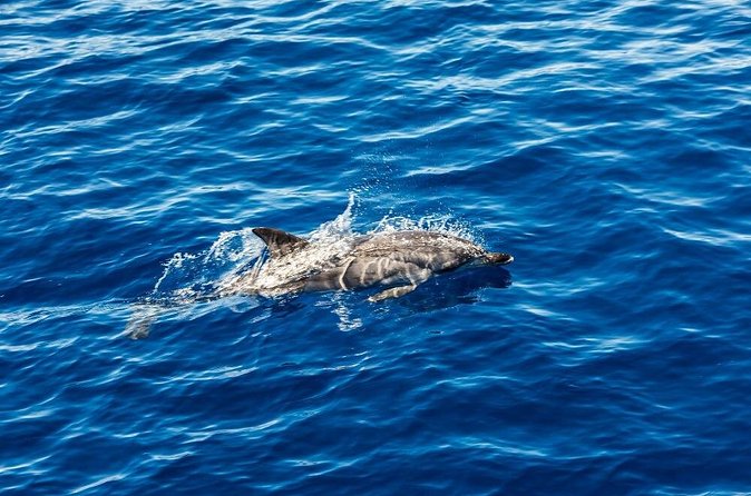 Ortigia-blue cave island tour with dolphin sighting - Blue Grotto-style magic: why the light is the real attraction