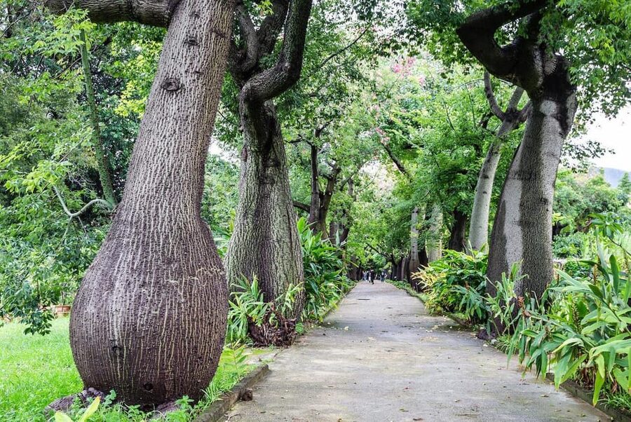 Palermo: Botanical Garden Entry Ticket and Palermo Audio App - University of Palermo Botanical Gardens: The Setting Makes It Worth It