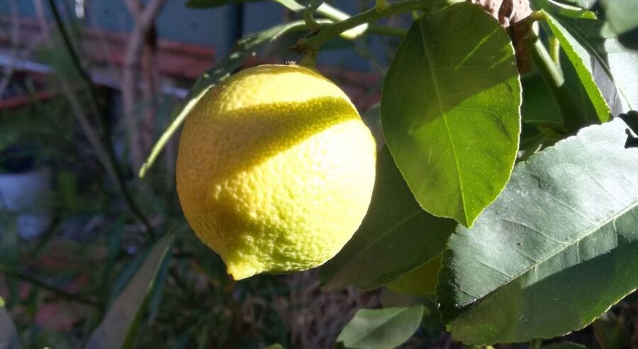 Palermo: Cooking and Limoncello Class - From Capo Market to Patrizia Santonocito’s kitchen