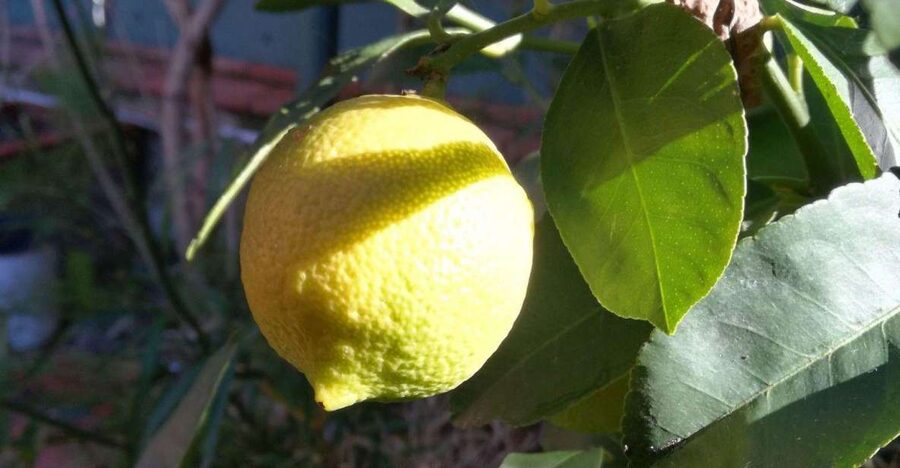 Palermo: Cooking and Limoncello Class - Market tour shopping: why this part actually matters