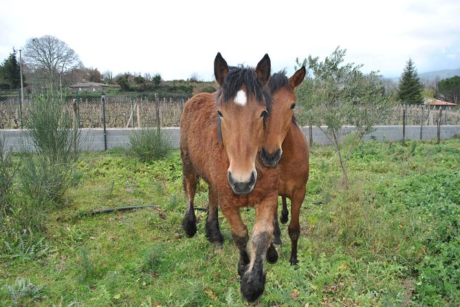Private Horseback Riding Tour on Etna Area + Traditional Lunch - Price and Value: Why $349.63 Can Make Sense