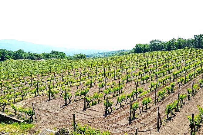 Private tour of Etna with food and wine tasting in the cellar - The Scenic Return Drive: Towns, Mediterranean Vegetation, and Architecture