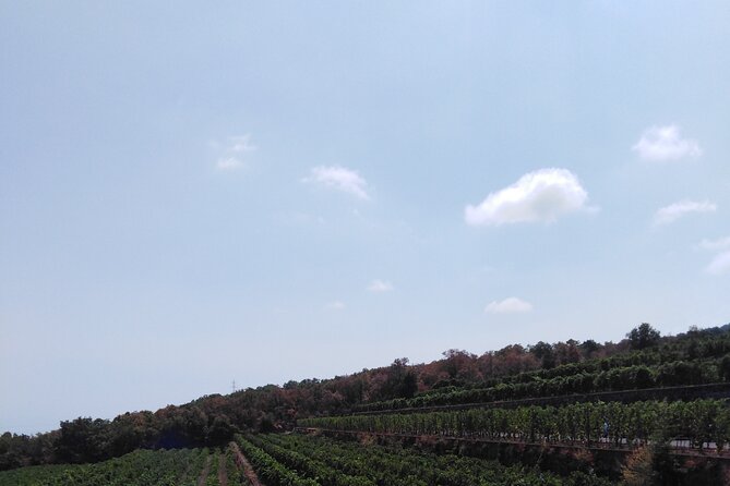 private tour of etna with wine tasting and lunch in the cellar - Monte Vetore: Crater Walking and the Tifeo Bronze Statue