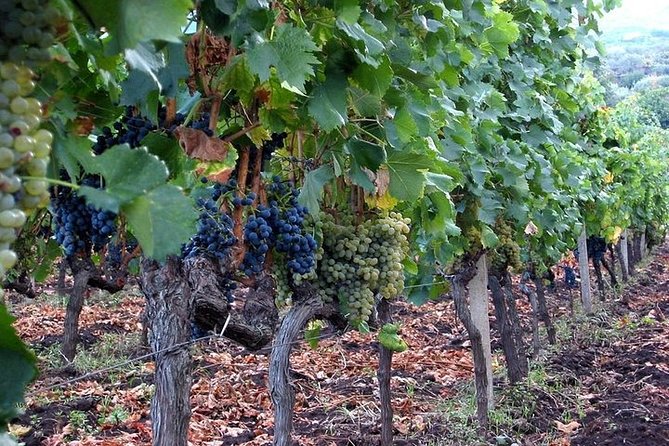 Private visit to the cellars of Etna with wine tasting - The cellar focus: what “private Etna wine tasting” really means