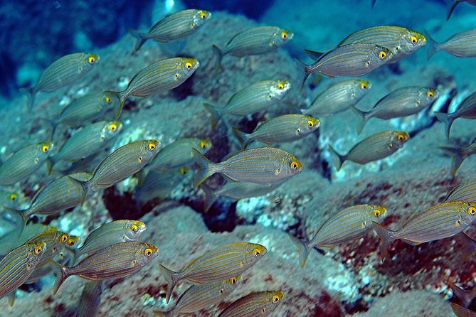 Relaxing snorkeling tour at the Isola Bella Marine Park Taormina - The break beside Isola Bella (10:30am): fruit, tea, toilets, and sea-condition reality