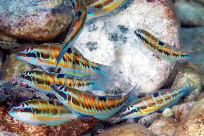 Relaxing snorkeling tour at the Isola Bella Marine Park Taormina - What’s actually included (and why it helps your day go smoother)