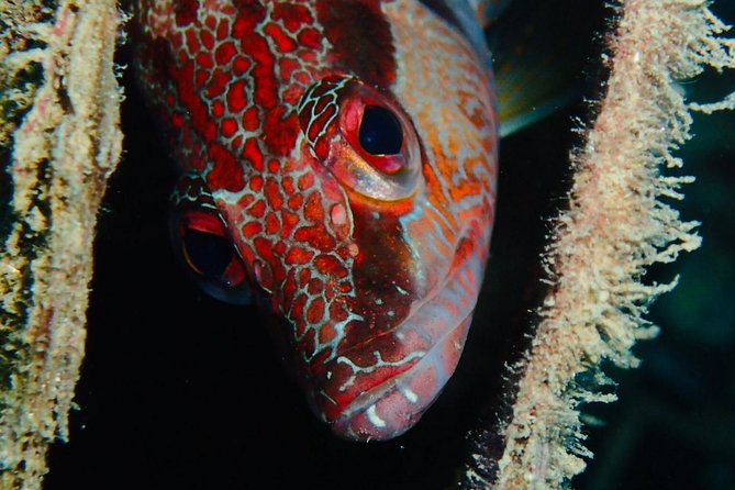 Scuba Diving Experience in Taormina - The Briefings: What You Should Pay Attention To