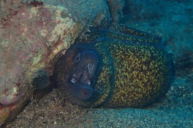Scuba Diving Experience in Taormina - Timing and Meeting Point: How the Day Actually Starts