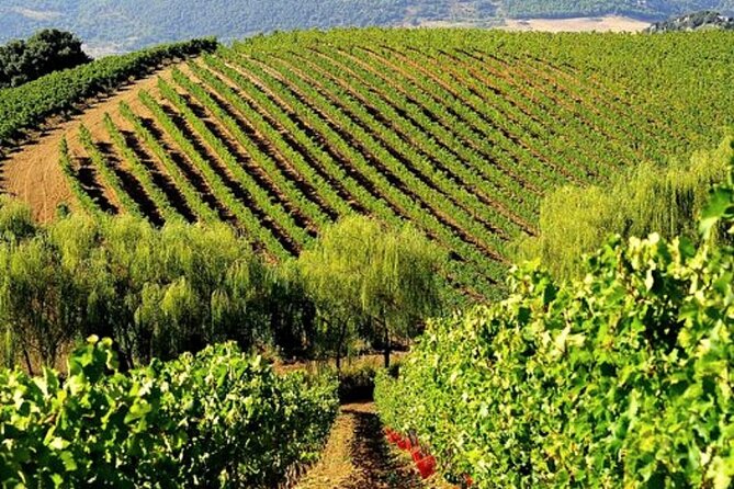 Sicilian Winery Tour with Wine Tasting from Palermo - Key highlights