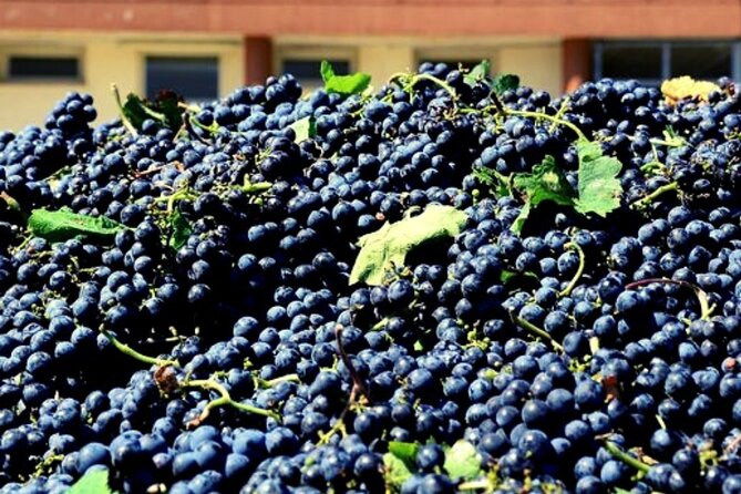Sicilian Winery Tour with Wine Tasting from Palermo - Should you book the Sicilian Winery Tour with Wine Tasting from Palermo?