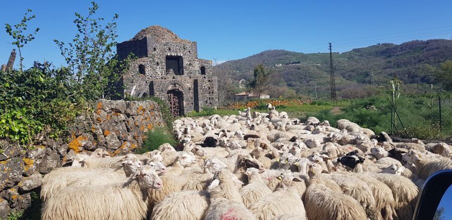 Sicily: Mount Etna 4x4 Jeep Tour with Lava Caves & Forests - Piano Provenzana at 1800m: Espresso, Ruins, and a Real Eruption Theatre