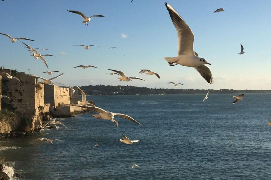 Siracusa: Ortygia Island Boat Tour with Grotto Visit - How the skipper’s stories add meaning to the coastline