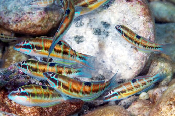 Snorkeling at Isola Bella Marine Park Taormina - The 2:15 to 5:00 Plan: timing that actually works