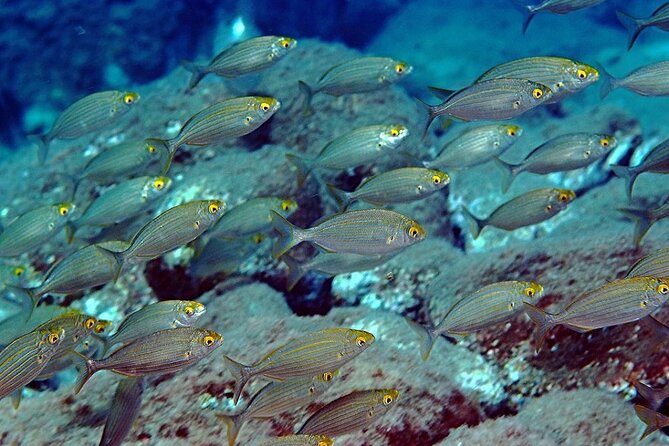 Snorkeling at Isola Bella Marine Park Taormina - Price and value: is $48.16 worth it?