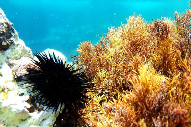 Snorkeling in Ustica (observation of marine flora and fauna) - What you actually see: posidonia, groupers, salemas, and sea urchins