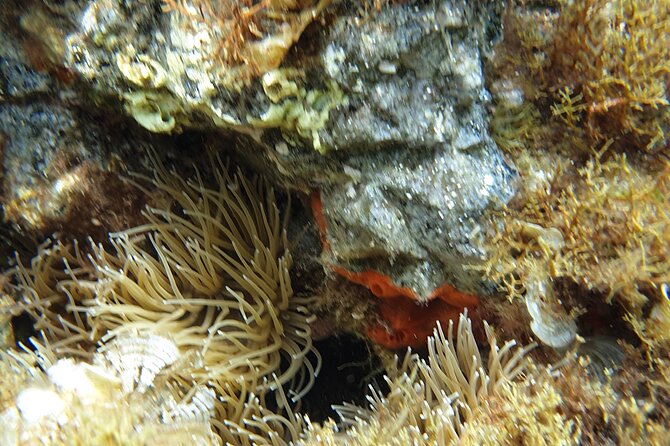 Snorkeling in Ustica (observation of marine flora and fauna) - Timing, meeting point, and what the 1 hour really means