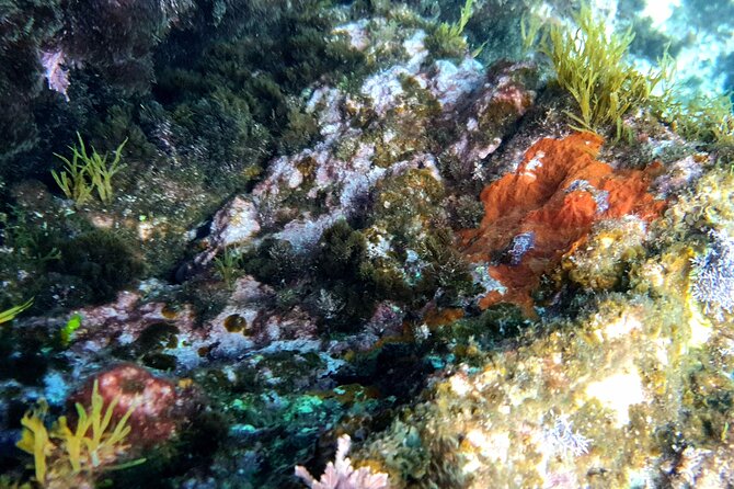 Snorkeling in Ustica (observation of marine flora and fauna) - Who this tour is best for (and who should skip it)