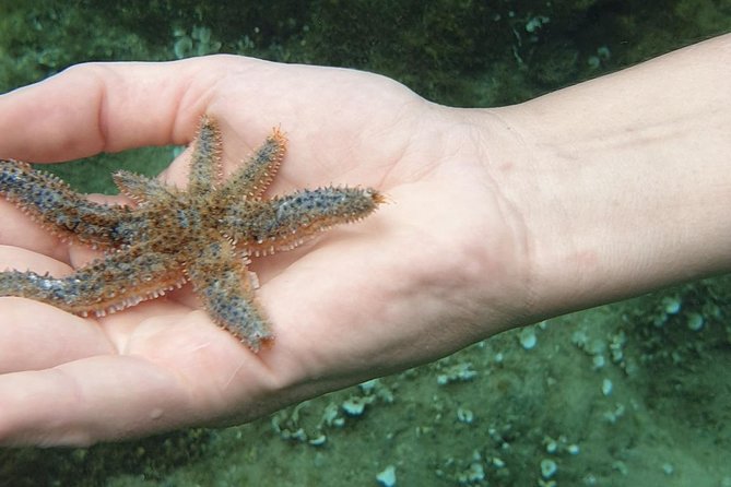 Snorkeling in Ustica (observation of marine flora and fauna) - The guide factor: Vittorio’s explanations make the water feel alive