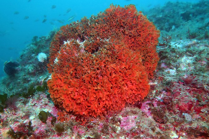 Snorkeling tour around the Isola Bella Nature Reserve - Isola Bella Snorkeling: Three Spots in 90 Minutes