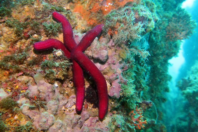 Snorkeling tour around the Isola Bella Nature Reserve - Price and Value: $45.86 for Three Protected Stops and Equipment