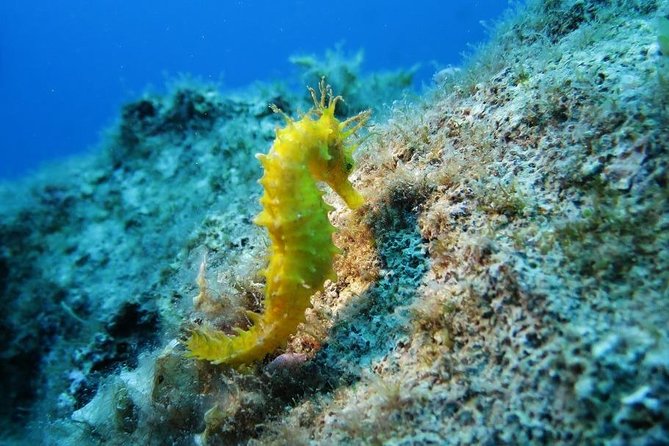 Snorkeling Tour Coast to Coast Taormina and Isola Bella - Key things to know before you go