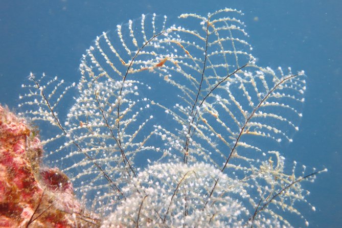 Snorkeling Tour Coast to Coast Taormina and Isola Bella - Crew and coaching: names you might hear and rules you should ask about